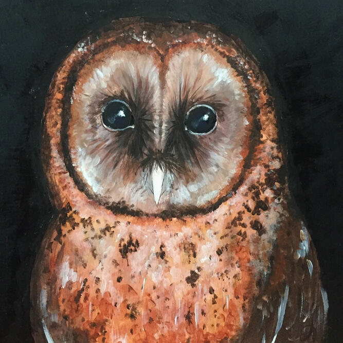 Australian Masked Owl, traditional