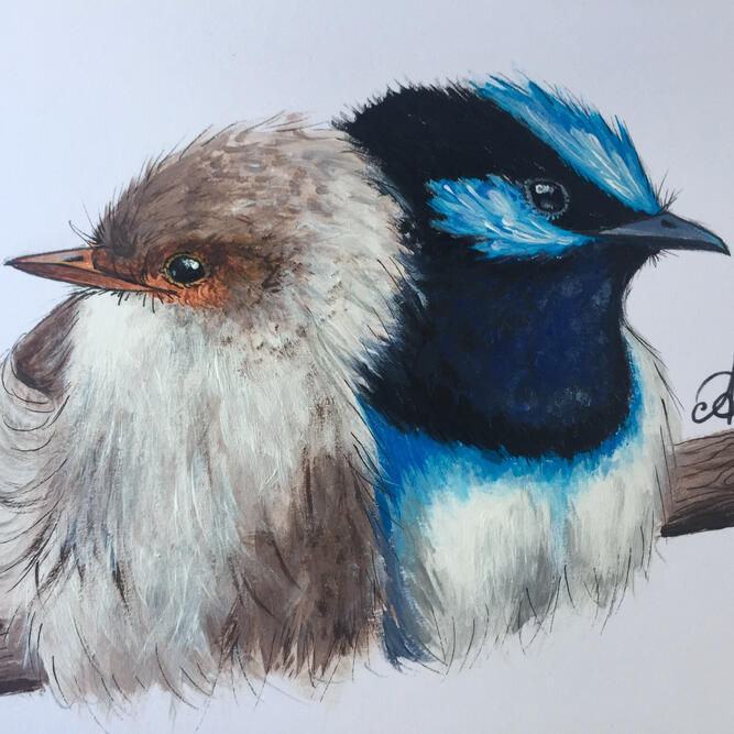 Superb Fairy-wren, traditional