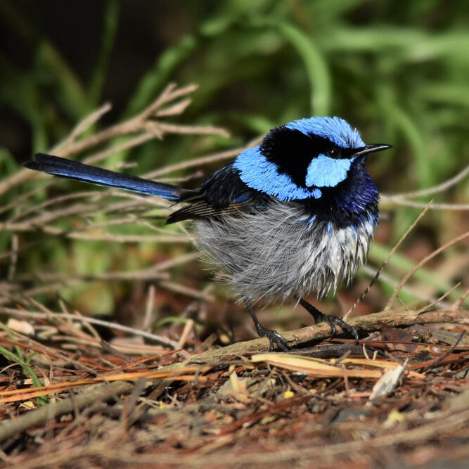 Superb Fairy-wren, Don River