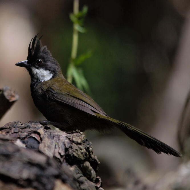 Eastern Whipbird, Cabbage Tree