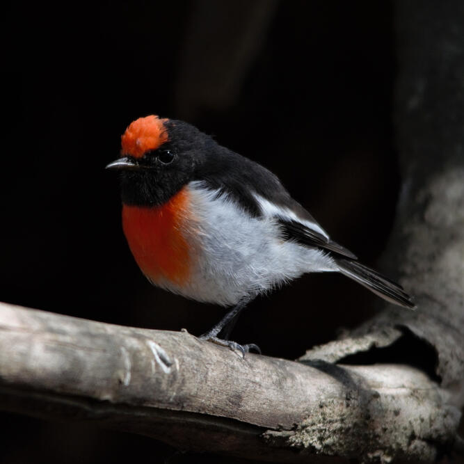 Red-capped Robin, Glenrowan