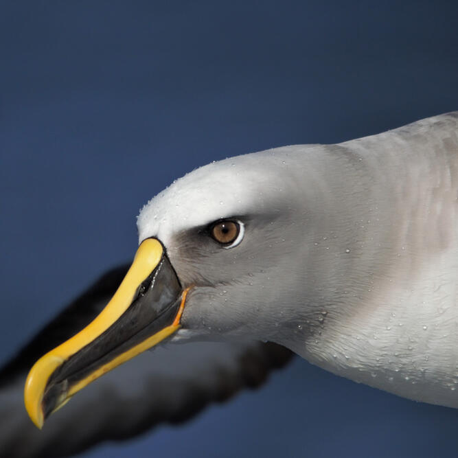 Buller's Albatross, Eagle Hawk Neck