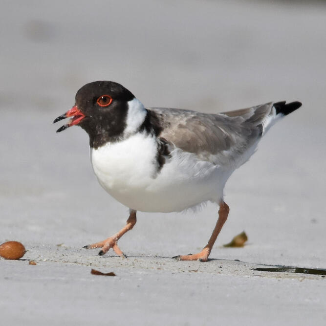 Hooded Plover, Eddystone Point