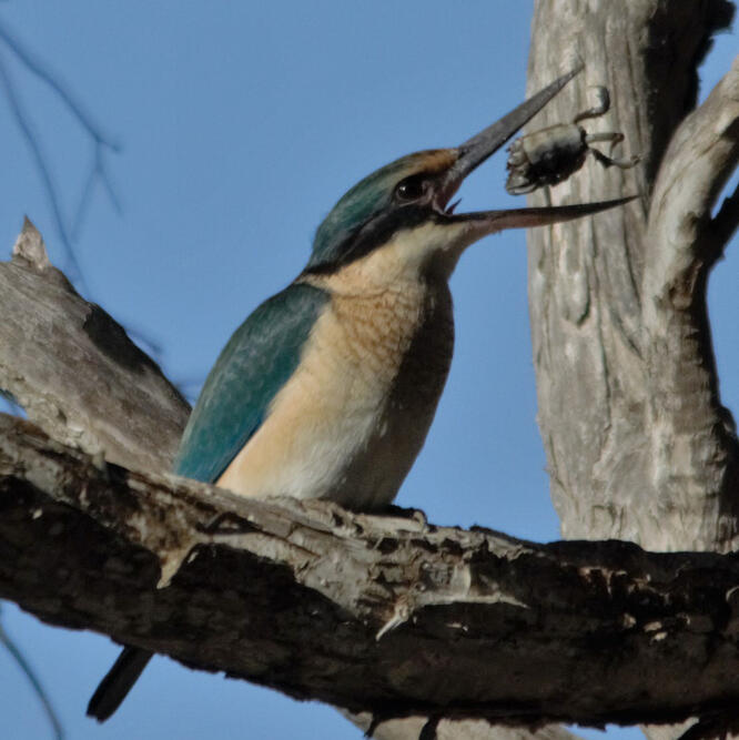 Sacred Kingfisher, Don River