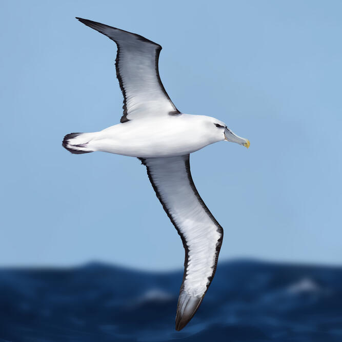 Shy Albatross, digital