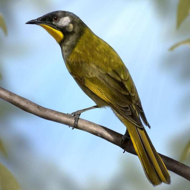 Yellow-throated Honeyeater, digital