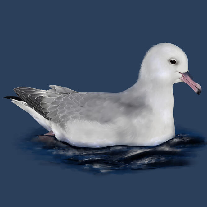 Southern Fulmar, digital
