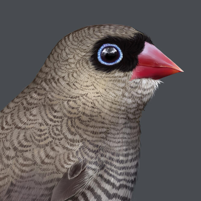 Beautiful Firetail, digital
