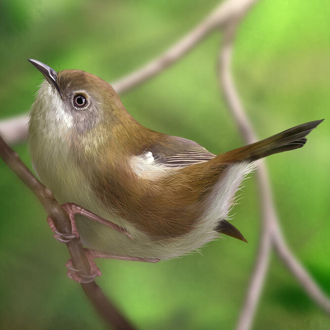 Scrubtit, digital