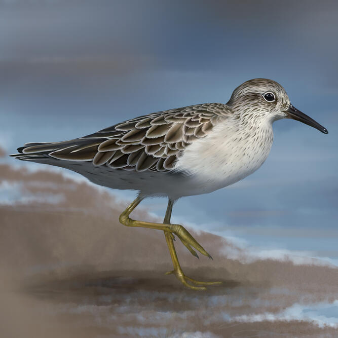 Sharp-tailed Sandpiper, digital